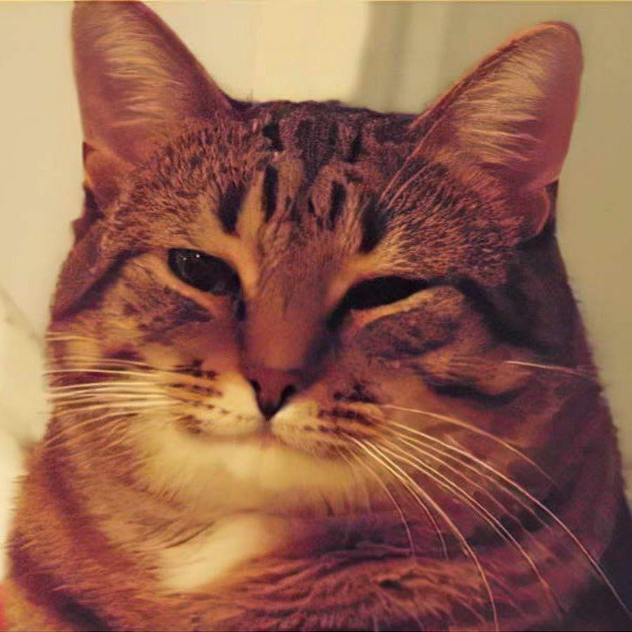 A kind cat meme
